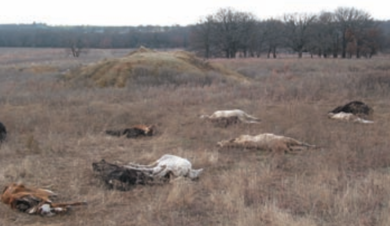 Composting Large Animal Carcasses - Texas Animal Manure Management Issues
